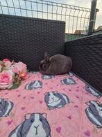 Super lief Mini blauw kleurdwerg voedstertje, Dieren en Toebehoren, Konijnen, Vrouwelijk, Dwerg, 0 tot 2 jaar