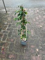 Akebia Quinata Klimplant, Tuin en Terras, Ophalen, Vaste plant, Halfschaduw, Klimplanten