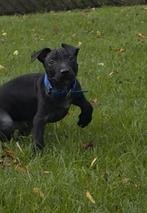 Pitbull terrier pups, Dieren en Toebehoren, Rabiës (hondsdolheid), 15 weken tot 1 jaar, Overige rassen, Meerdere