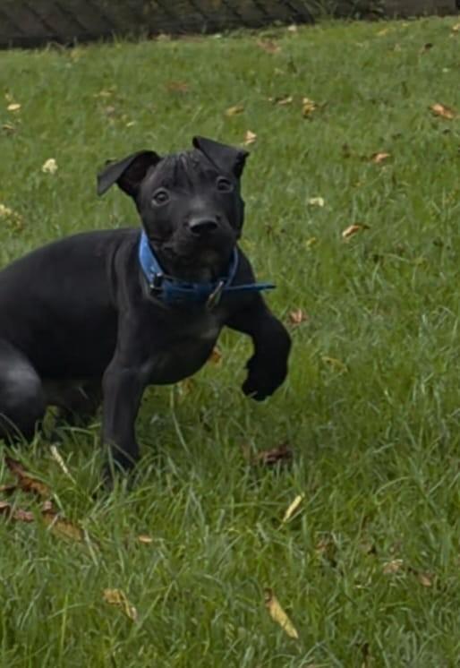 Pitbull terrier pups, Dieren en Toebehoren, Honden | Bulldogs, Pinschers en Molossers, Meerdere dieren, Overige rassen, Particulier