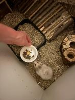 Syrische hamster incl. toebehoren (vrouw) (3 maanden), Dieren en Toebehoren, Knaagdieren, Hamster, Vrouwelijk, Mei, Tam