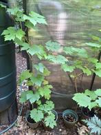 Te koop: Druivenplanten in pot., Tuin en Terras, Ophalen, Lente, Overige soorten, Volle zon
