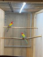 Rosella, Dieren en Toebehoren, Vogels | Parkieten en Papegaaien, Meerdere dieren, Parkiet
