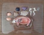 Nieuw in doos Anatomie model 4d varken, Dieren en Toebehoren, Overige Dieren-accessoires, Nieuw, Ophalen of Verzenden