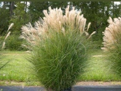 Miscanthus sinensis gracillimus prachtriet siergras, Tuin en Terras, Planten | Tuinplanten, Vaste plant, Siergrassen, Volle zon