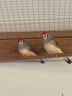 2 mooie Zebravink popjes, Dieren en Toebehoren, Vogels | Overige Vogels, Vrouwelijk, Tropenvogel