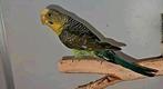 Blackwing split Blackface vrouw, Dieren en Toebehoren, Vrouwelijk, Parkiet, Geringd