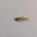Baby guppies te koop!, Dieren en Toebehoren, Vissen | Aquariumvissen, Vis, Zoetwatervis