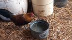 3 Hollandse kriel haantjes, Dieren en Toebehoren, Pluimvee, Mannelijk, Kip