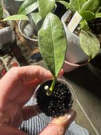 Hoya griffithii Silver, Verzenden, Halfschaduw, Minder dan 100 cm