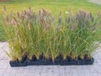 Lampenpoetsergras Pennisetum Red Head - 2 liter pot, Tuin en Terras, Planten | Tuinplanten, Ophalen, Volle zon, Vaste plant, Siergrassen