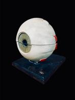Anatomisch oog antiquiteit gips medisch menselijk, Antiek en Kunst, Curiosa en Brocante, Ophalen of Verzenden