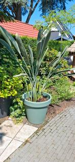 Paradijsvogel plant/ strelitzia reginae, Tuin en Terras, Planten | Tuinplanten, Ophalen, Zomer, Volle zon