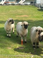 Walliser Schwarznase ooien tk !!, Dieren en Toebehoren, Schapen, Geiten en Varkens, Vrouwelijk, Schaap