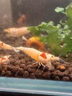 SUPER AANBIEDING! Crystal red garnalen  150 st.(, Kreeft, Krab of Garnaal, Zoetwatervis