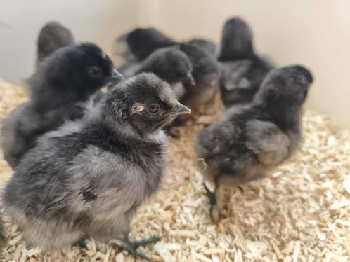 Zijdehoen kriel kuikens, Dieren en Toebehoren, Pluimvee, Kip, Geslacht onbekend