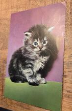 Schattige kitten, Verzenden, Gelopen, Hond of Kat