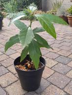 Avocado Plant, Ophalen, Overige soorten, Halfschaduw, Minder dan 100 cm