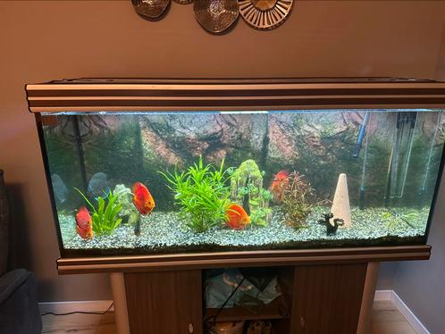 Compleet aquarium met discus, Dieren en Toebehoren, Vissen | Aquaria en Toebehoren, Gevuld zoetwateraquarium, Ophalen of Verzenden