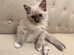 100% ragdoll kitten nog 1 meisje, Dieren en Toebehoren, Katten en Kittens | Raskatten | Langhaar, Meerdere dieren, Ontwormd, 0 tot 2 jaar