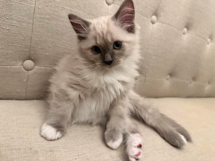 100% ragdoll kitten nog 1 meisje, Dieren en Toebehoren, Katten en Kittens | Raskatten | Langhaar, Meerdere dieren, 0 tot 2 jaar