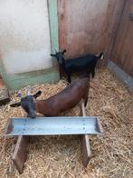 bruine dwerggeit met zwart geitlam, Dieren en Toebehoren, Schapen, Geiten en Varkens, Vrouwelijk, Geit, 0 tot 2 jaar