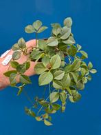 Caudex Neoalsomitra p9, Huis en Inrichting, Kamerplanten, Ophalen of Verzenden, Halfschaduw, Minder dan 100 cm