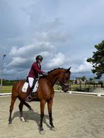 Grote superbrave 11 jarige ruin, Dieren en Toebehoren, Paarden, Ruin, 170 tot 175 cm, L, 11 jaar of ouder