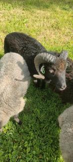 Ouessant ram, Dieren en Toebehoren, Schapen, Geiten en Varkens, Mannelijk, Schaap
