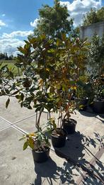 Magnolia grandi flora little jen grote witte bloem van tv, Vaste plant, Halfschaduw, Zomer, Ophalen
