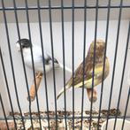 Koppel glosters, Dieren en Toebehoren, Vogels | Kanaries, Meerdere dieren, Kleurkanarie