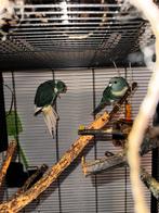 Kakariki koppel (broertjes) blauw/wit, Dieren en Toebehoren, Meerdere dieren, Parkiet, Geringd