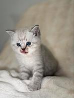 Britse korthaar kittens, Meerdere dieren, Gechipt, 0 tot 2 jaar