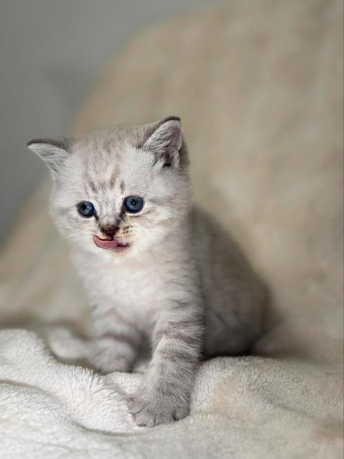 Britse korthaar kittens, Dieren en Toebehoren, Katten en Kittens | Raskatten | Korthaar, Meerdere dieren, 0 tot 2 jaar, Gechipt