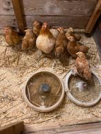 Hele mooi chocin hen met 7 kuikens, Dieren en Toebehoren, Pluimvee