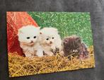 Schattige kittens in hooi, Verzenden, 1980 tot heden, Ongelopen, Hond of Kat