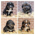 Kruising 3/4 Berner Sennen x 1/4 Mechelse herder pups, Rabiës (hondsdolheid), 8 tot 15 weken, Meerdere, Meerdere dieren