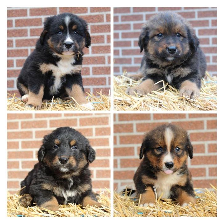Kruising 3/4 Berner Sennen x 1/4 Mechelse herder pups, Dieren en Toebehoren, Honden | Niet-rashonden, Middel, Meerdere dieren