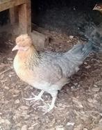 Creamlegbar jonge hennen 5 maanden lichtblauwe eieren, Dieren en Toebehoren, Pluimvee, Vrouwelijk, Kip