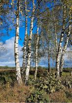 GRATIS bomen kappen of bomen snoeien, Tuin en Terras, Ophalen of Verzenden