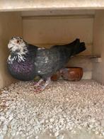 Valenciano, Dieren en Toebehoren, Vogels | Duiven, Mannelijk, Kropper