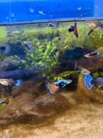 Kweekgroep HB Any Colour gup, Vis