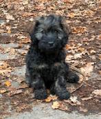 Huiskamer nest Cockapoo pups 1 reutje beschikbaar, Dieren en Toebehoren, Poedel, Rabiës (hondsdolheid), Reu, 8 tot 15 weken