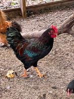 Barnevelder krielhaan, Dieren en Toebehoren, Mannelijk, Kip