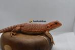 Baardagaam vrouw red/Orange het hypo het trans Leatherback, Hagedis, 0 tot 2 jaar