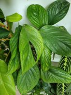 monstera pinnatipartita stek, Ophalen of Verzenden, Halfschaduw, Minder dan 100 cm