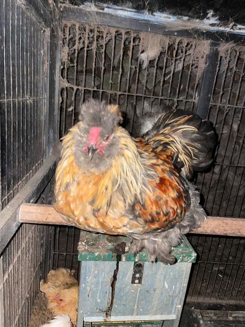 3 zijdehoen haantjes 2 gladveer (usa), Dieren en Toebehoren, Pluimvee, Kip, Mannelijk
