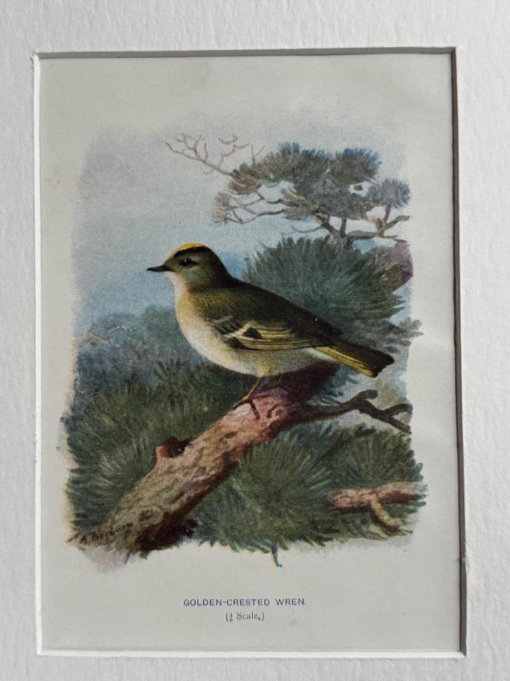 1901 - litho - Golden-crested wren / Goudhaantje, Antiek en Kunst, Kunst | Etsen en Gravures, Ophalen of Verzenden