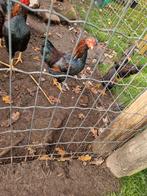 Jonge Haantjes Barnevelder, Dieren en Toebehoren, Mannelijk, Kip