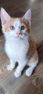 Lieve speelse kittens, Meerdere dieren, Kortharig, 0 tot 2 jaar